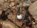 Pirata sp.